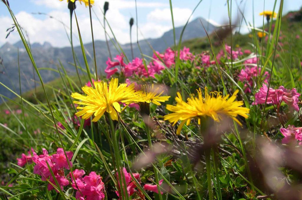 Alpin Chalet Schröcken Εξωτερικό φωτογραφία